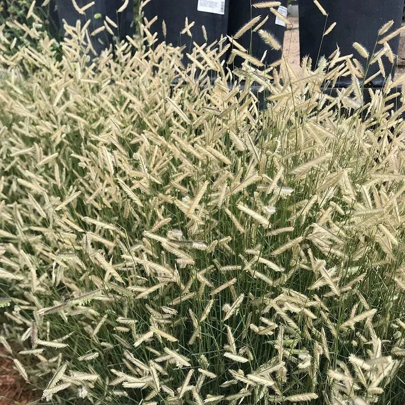 Zig Zag Blue Grama Grass|Plant - 2.5" Pot&Plant - 5" Deep Pot