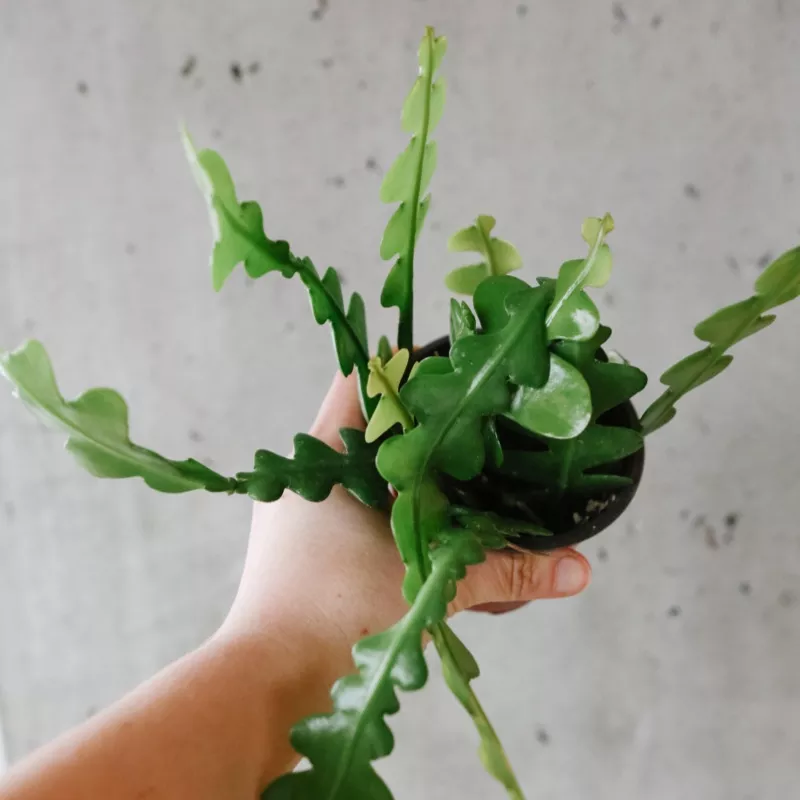 Zig Zag Cactus|4 inch|6 inch (Hanging Basket)|8 inch (Hanging Basket)