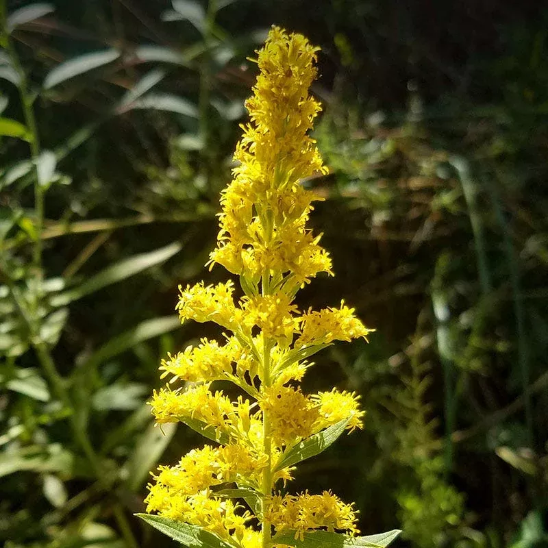 Zig Zag Goldenrod Seeds|Packet