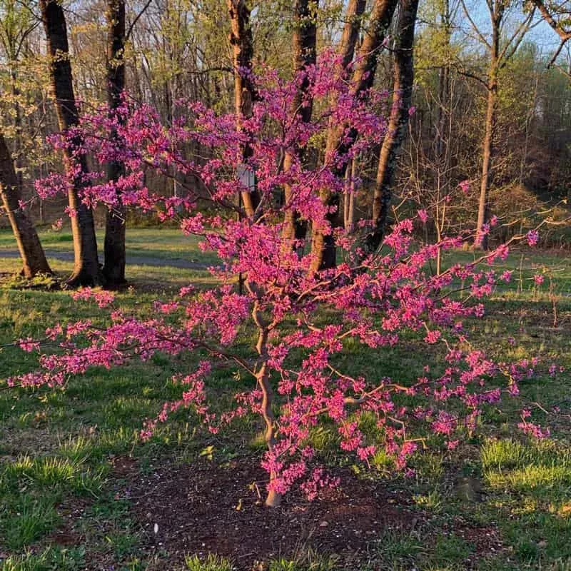 Zig Zag Redbud|2-3' BAREROOT&3 GALLON&5-6 FT, 3G|1 Plant(s) | Ships in Spring&1 Plant(s) | Ships in Fall