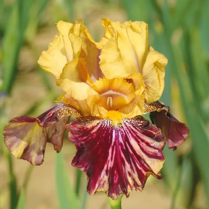 Ziggy Reblooming Bearded Iris|Bare Root Plant