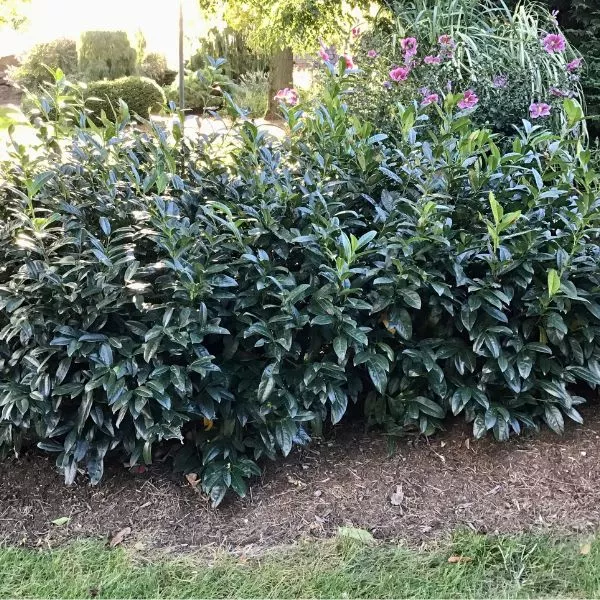 Zimmerman Cherry Laurel – #3 Container