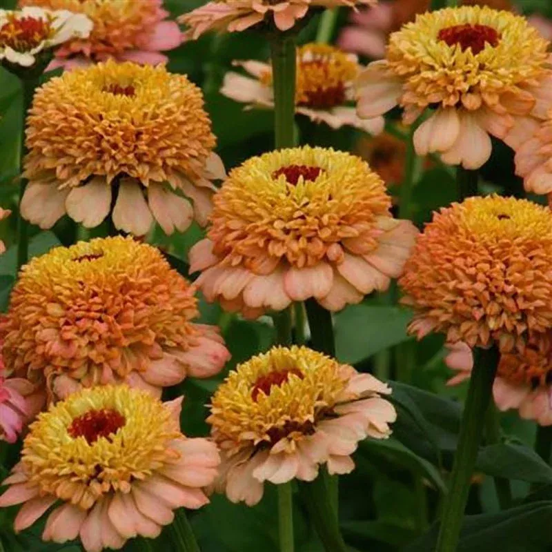 Zinderella Peach Zinnia Seeds|Packet