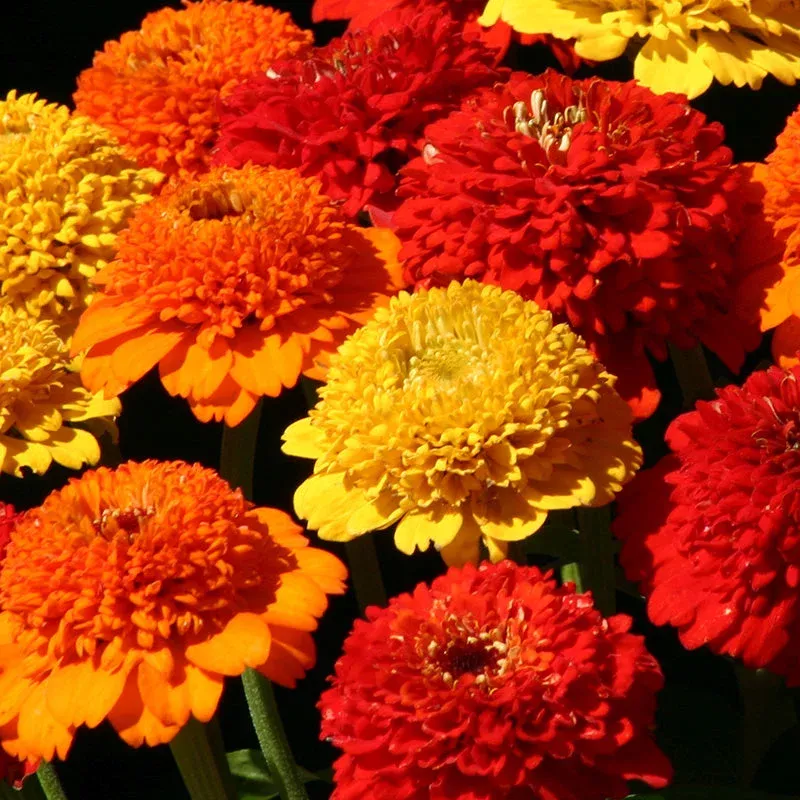 Zinderella Sunset Zinnia Seed Mix