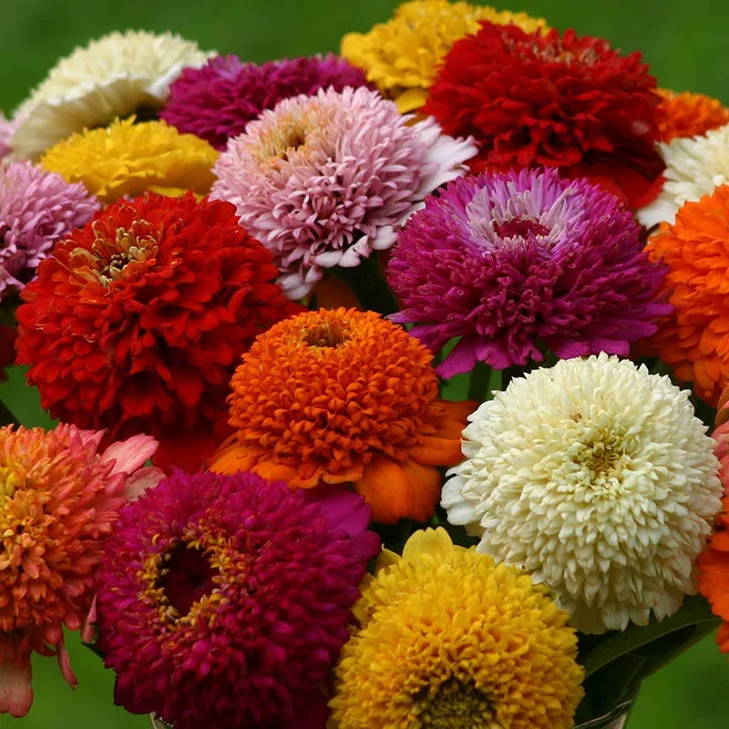 Zinderella Variety Zinnia Seed Mix