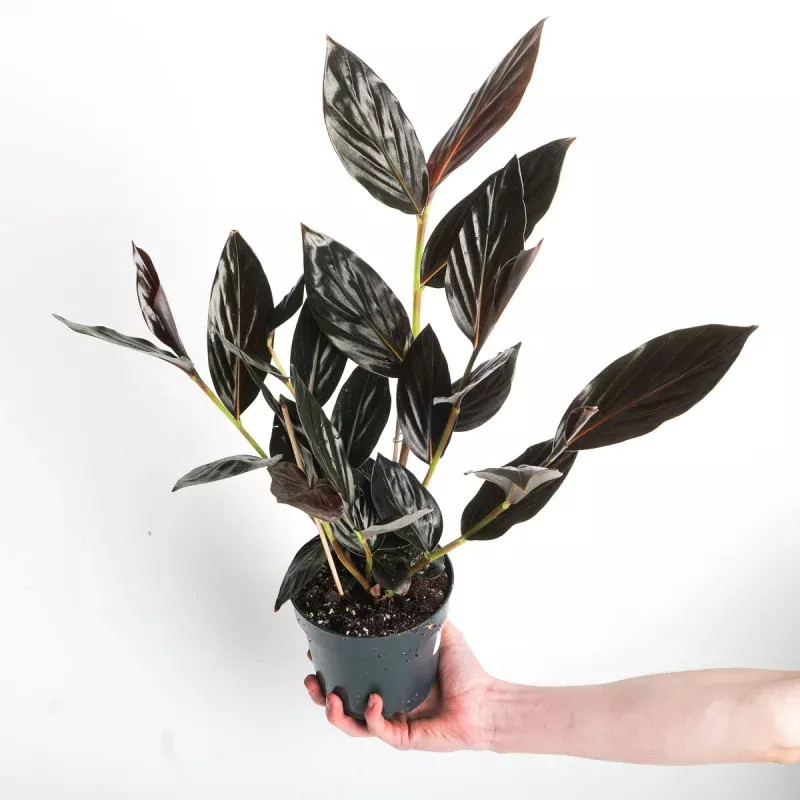 Zingiber malaysianum 'Chocolate'