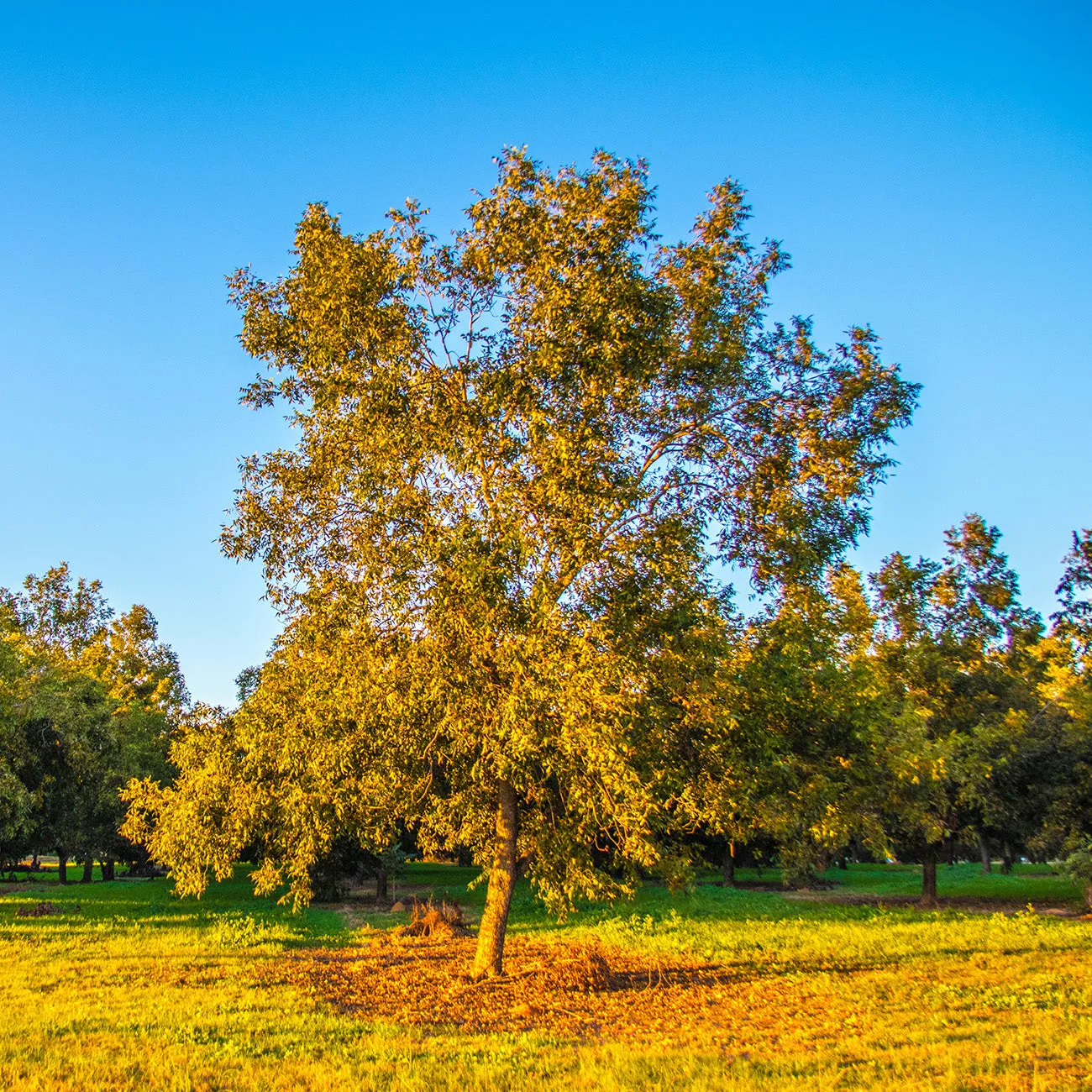 Zinner Pecan Tree | Type 2 Pollinator – 5 GALLON