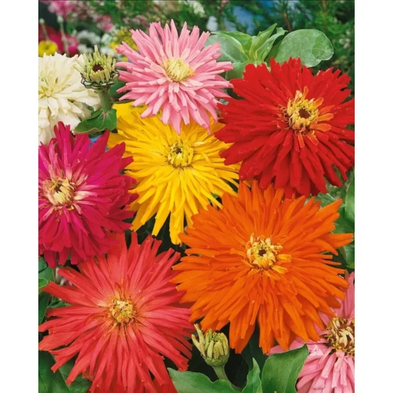 ZINNIA ‘Cactus Bright Mix’|1 quart round pot