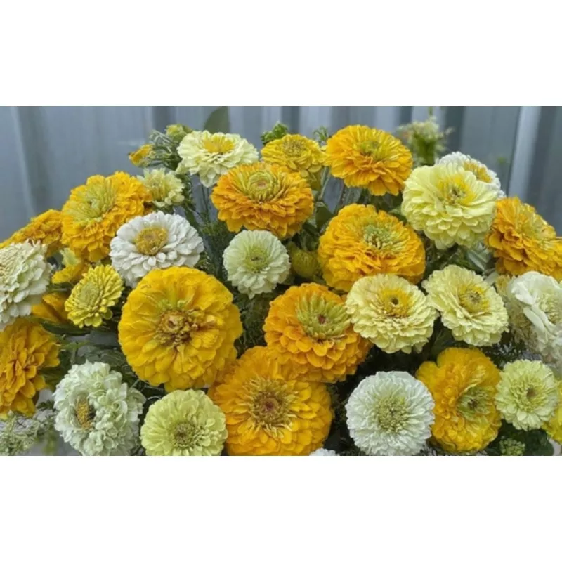 ZINNIA ‘Lemon Meringue Mix’|1 quart round pot