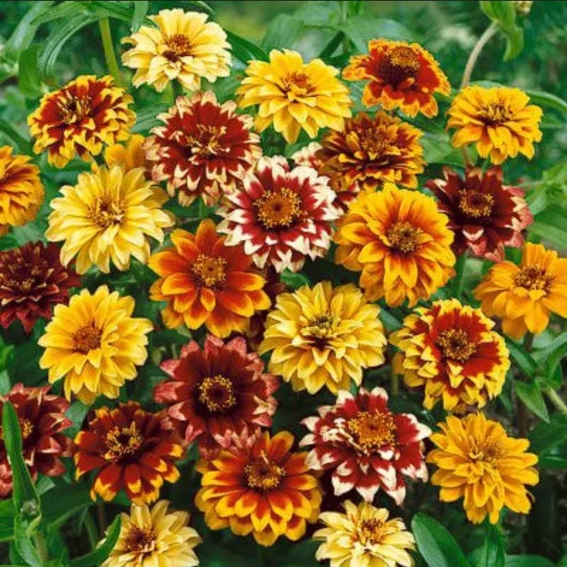 ZINNIA ‘Persian Carpets’|1 quart round pot