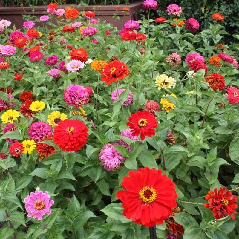 Zinnia Seed Mix|2 Ounces&1/4 Pound&1 Pound&5 Pounds&10 Pounds