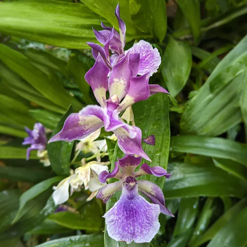 Zns. Orchid Murasakikomachi Blue Hawaii (Zygonisia Murasakikomachi)