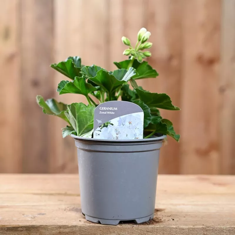 Zonal Geranium 10.5cm White