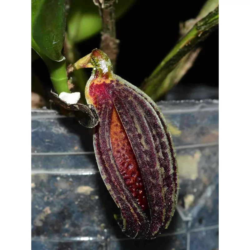 Zootrophion dayanum ‘Gigi’