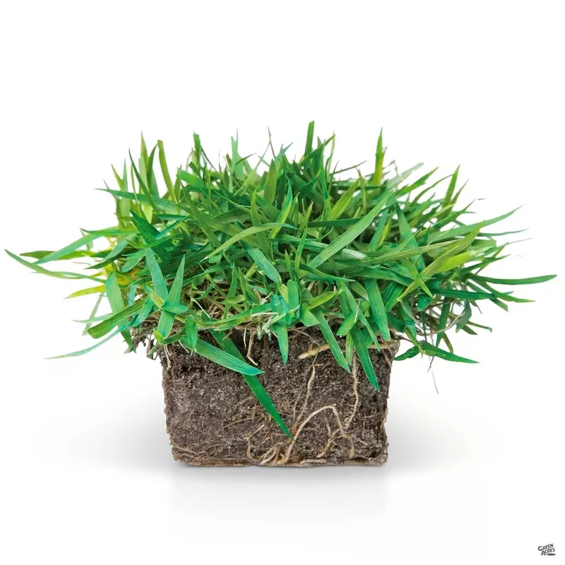 Zoysia Grass SodPods |18-pack [v::tx]