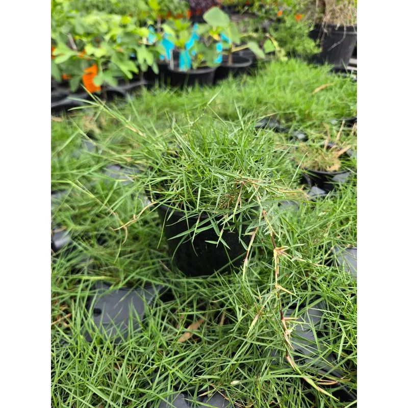 Zoysia ternifolia –Dwarf Korean Lawn Grass–