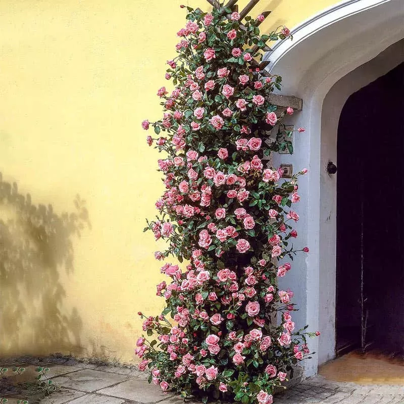 Zphirine Drouhin Climbing Rose