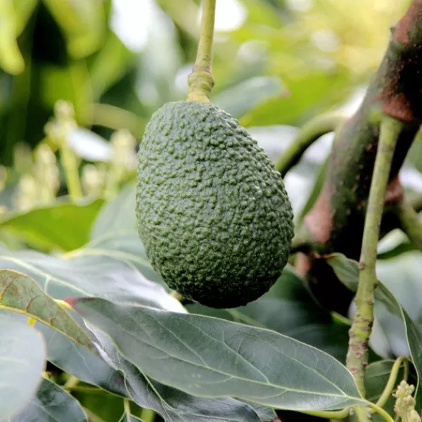 Zutano Avocado – 5 Gallon ( 2 – 3 ft. )