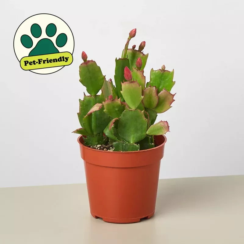 Zygocactus 'Christmas Cactus'|3" Pot&4" Pot&6" Pot&8 " Pot|Bicolor (Red/White)&Red&White&Pink