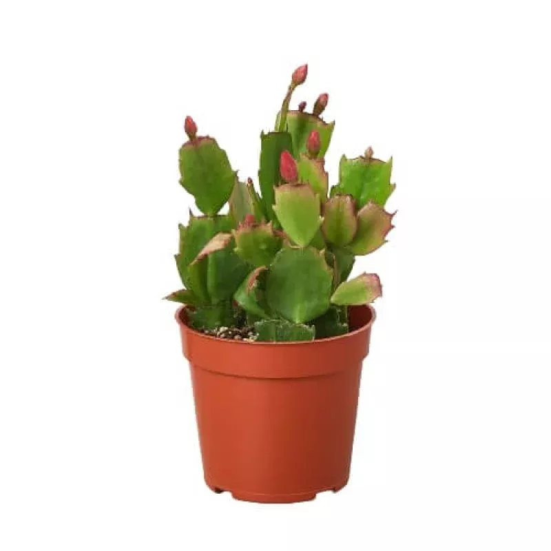 Zygocactus 'Christmas Cactus'|4" Pot&6" Pot|Red&White