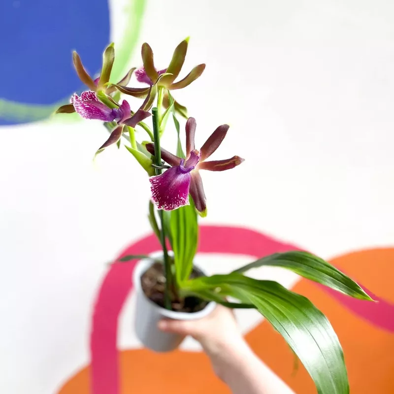 Zygopetalum Louisendorf – Hybrid Zygo Orchid