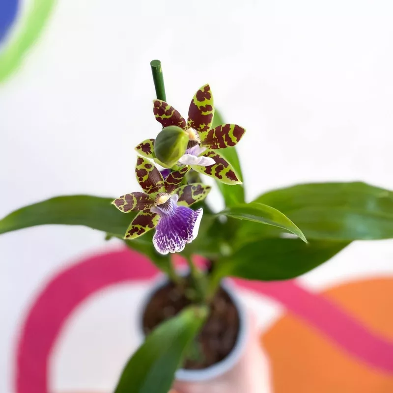 Zygopetalum maculatum – Zygo Orchid