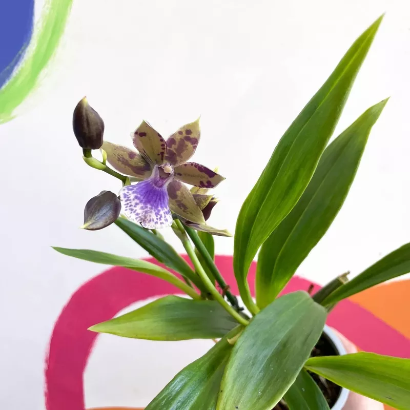 Zygopetalum maxillare – Zygo Orchid