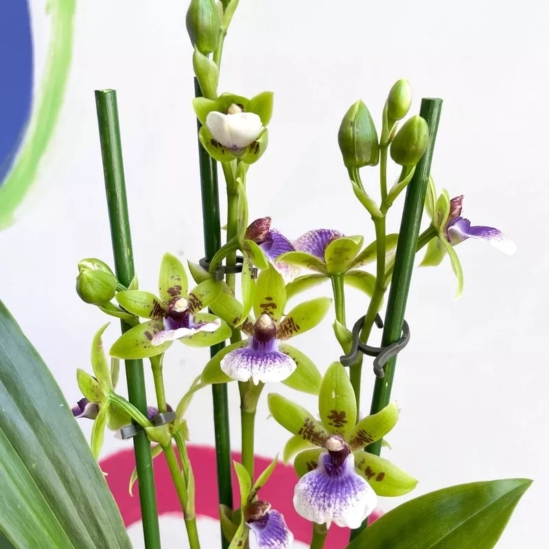 Zygopetalum sellowii – Zygo Orchid