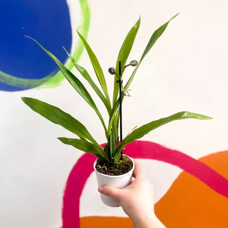 Zygopetalum spp. – Hybrid Zygo Orchid