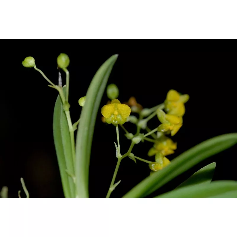 Zygostates lunata