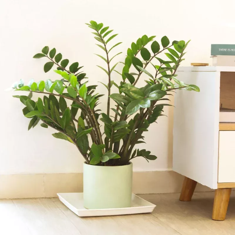 ZZ Plant|3" Pot&4" Pot&6" Pot&8" Pot|Nursery Pot&Black Cylinder&White Cylinder&Terra Cotta Eco Pot&Black Eco Pot&Cow Pot