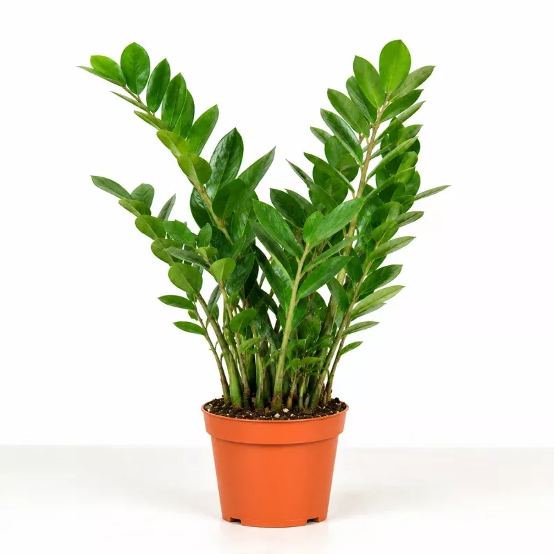 ZZ Plant|3" Pot&4" Pot&6" Pot&8" Pot|Nursery Pot&Black Eco Pot&Terracotta Eco Pot