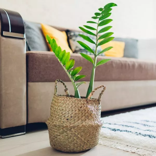 ZZ Plant – 6 Inch Container