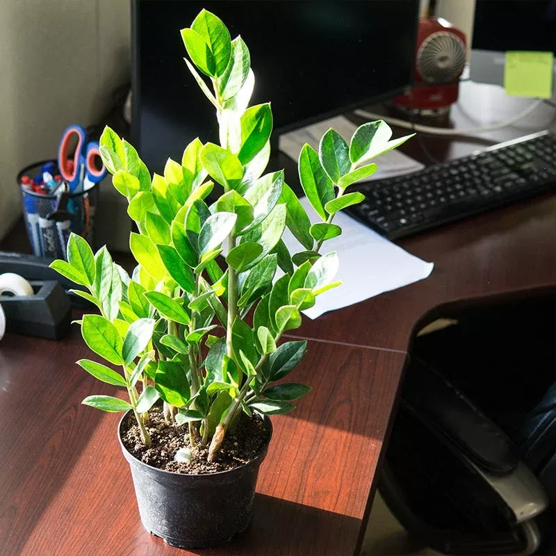ZZ Plant|6 Inch Pot&6 Inch Decor Pot&10 Inch Pot
