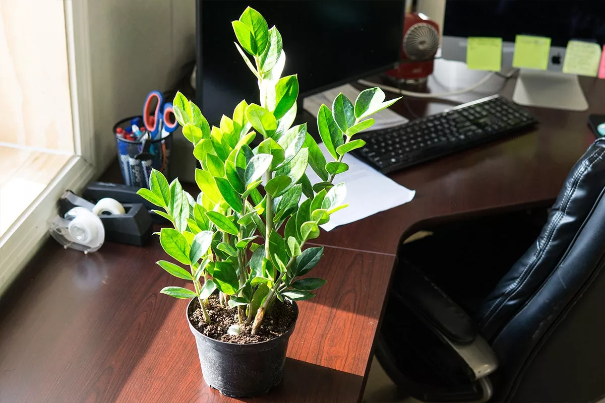 ZZ Plant – 6 Inch Pot