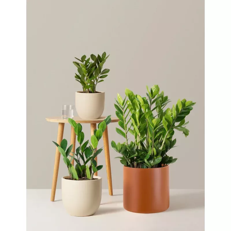 ZZ Plant|Large (2-3' tall)&Medium (20-26" tall)&Small (9-12" tall)