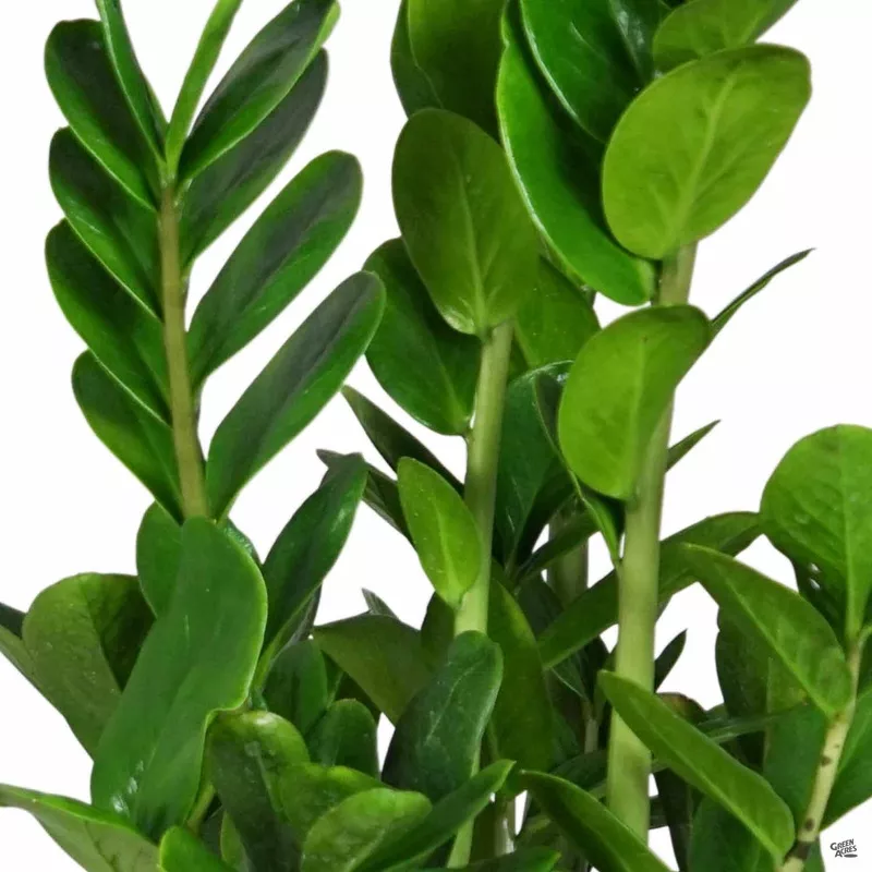 ZZ Plant ‘Lucky’|8″
