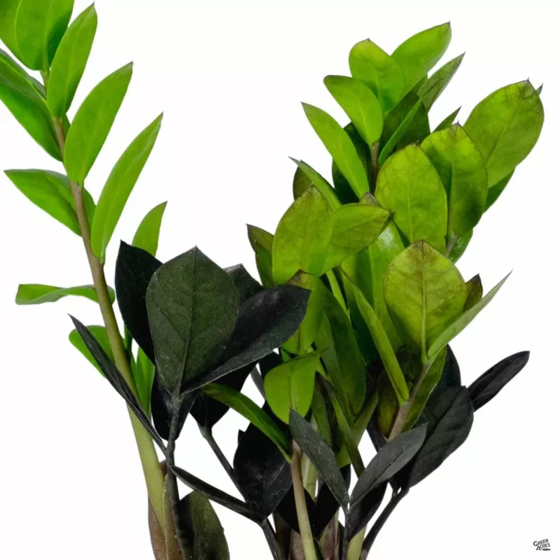 ZZ Plant ‘Oscura’|8″|10″