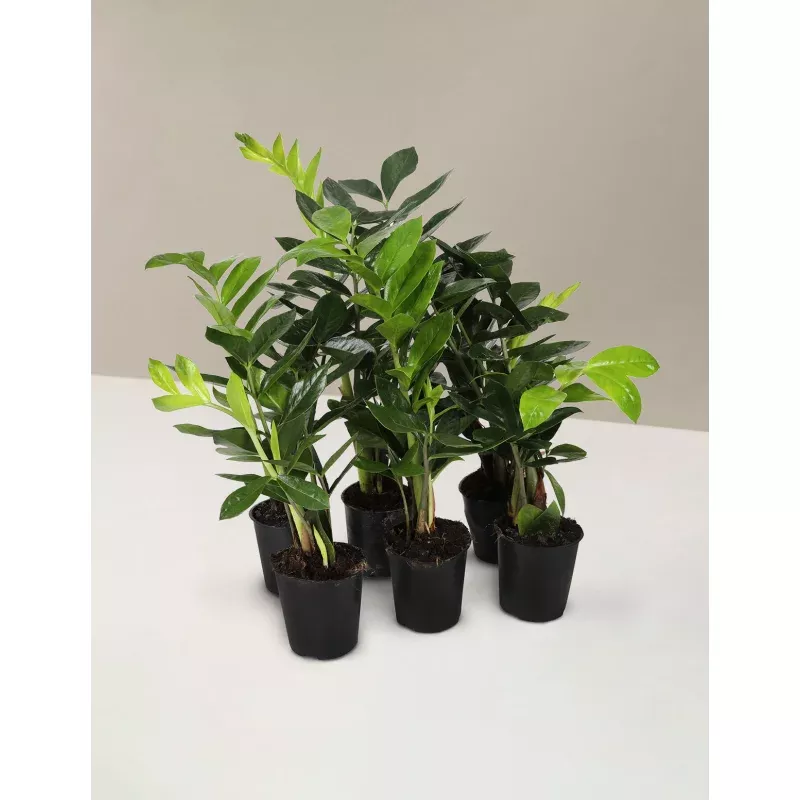 ZZ Plant Party Pack|Small (9"-12" tall)|Grow Pot|Plastic