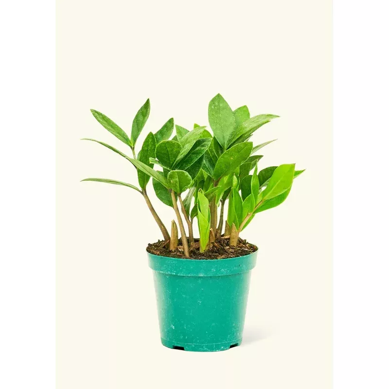 ZZ Plant|Small&Medium&Extra Large|Grow Pot&Classic (Polar White)&Classic (Rose Pink)&Classic (Charcoal)&Classic (Oat)