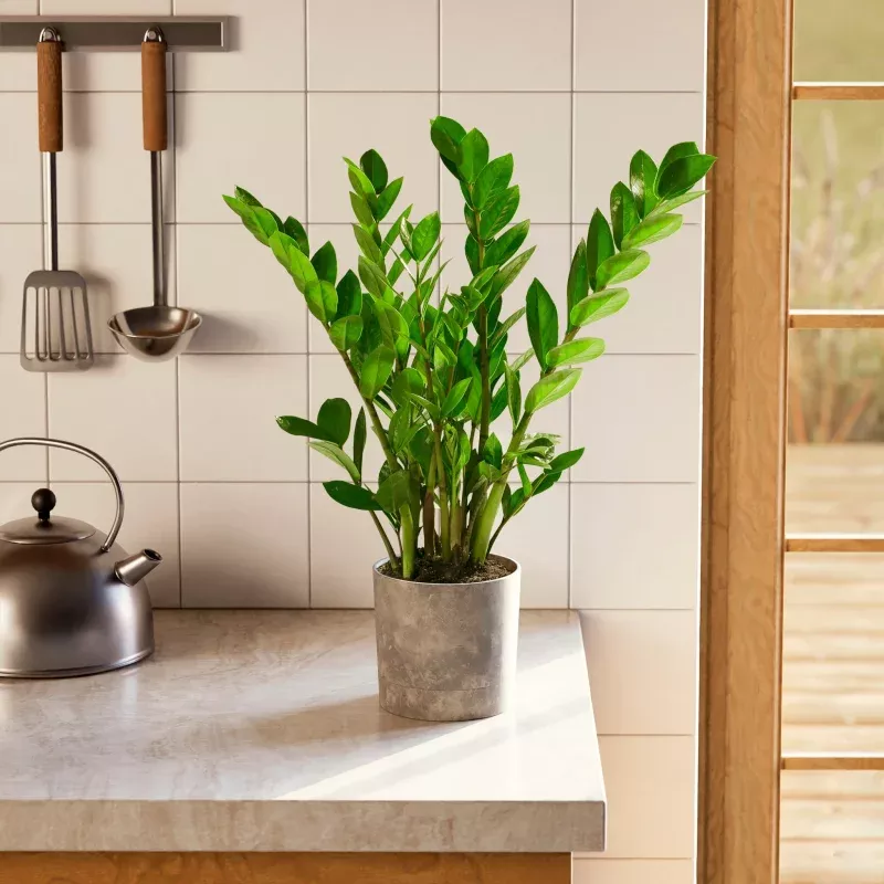 ZZ Plant|Small&Medium&Extra Large|Grower&Eco Pot&Baskets&Smart Watering|Varies&Coconut&Earl Grey&Chai&Macadamia&Light