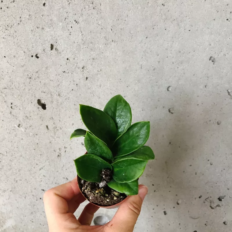 ZZ Plant Zenzi|3 inch
