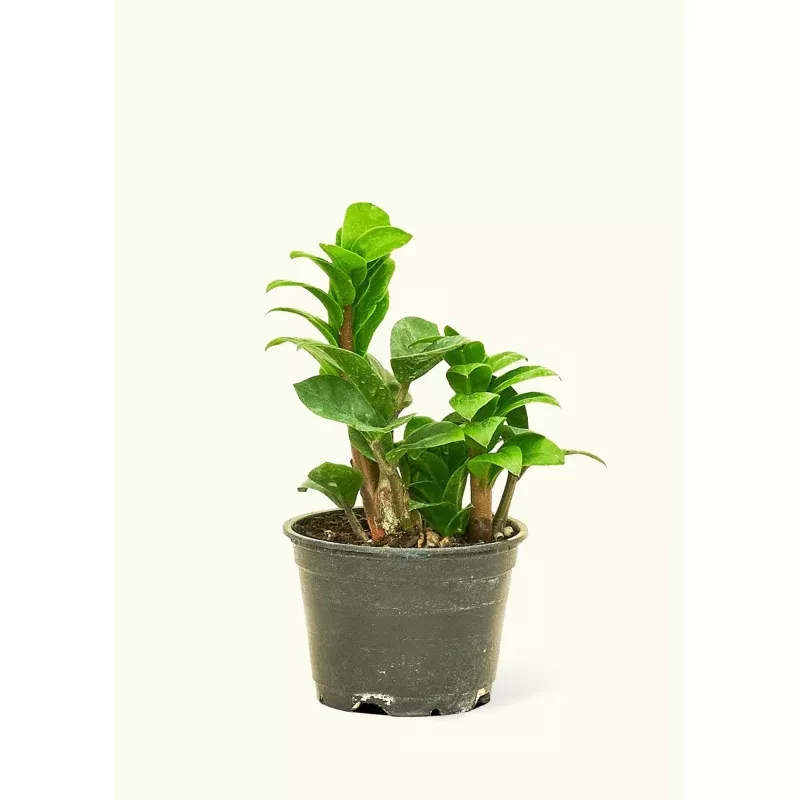 ZZ Plant 'Zenzi'|Small|Grow Pot&Classic (Polar White)&Classic (Rose Pink)&Classic (Charcoal)&Classic (Oat)