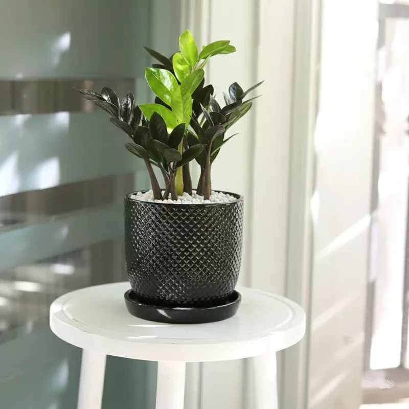 ZZ Zamioculcas 'Black Queen'|Nursery Pot|2" Pot&4" Pot&6" Pot&8" Pot