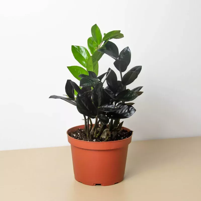 ZZ Zamioculcas 'Black Queen'|Nursery Pot&Eco Pot Terra Cotta&Eco Pot Black&Eco Pot White&Cow Pot|2" Pot&4" Pot&6" Pot&8" Pot